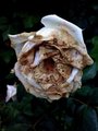 The old rose by Vicky Delgado
