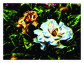 Gardenia by Josep S&aacute;nchez Carralero