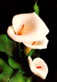 Flores II by gerardo aragon