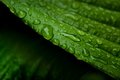 Las gotas curativas de lluvia de Lachezar Kostov