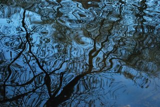 Branches in blue by Brandan