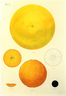 Orange by Donald Sultan