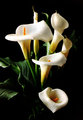 Flores by gerardo aragon
