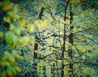 Forest by Leopoldo Fern&aacute;ndez