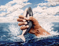 Stop Whaling by Mark Cawood