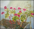 Geranium by Nicol&aacute;s Romano