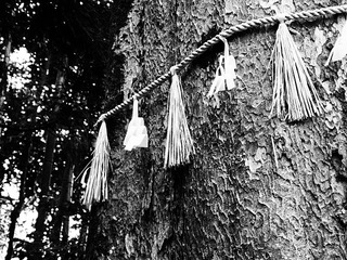 Serie Japan'10-11: Sacred tree I by Sonia A. Alzola