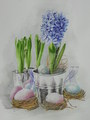 jacintos by paz villapecellin