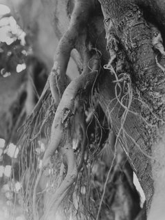 L'Arbre by Ernest Ordu&ntilde;a Puig