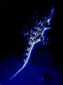 The "perenqu&eacute;n"  blue by Vicky Delgado