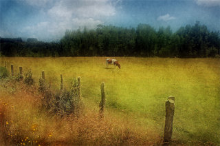 Cow in field by Sergio Levin