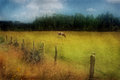 Cow in field by Sergio Levin