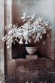 Fucsia in Pot, England by Paul Windsor