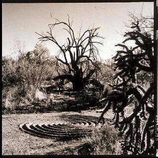 Bataka Tree, Arizona by Stu Jenks