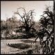 Bataka Tree, Arizona by Stu Jenks