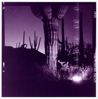 Prayer Tower #9, Sonora Desert, Arizona by Stu Jenks