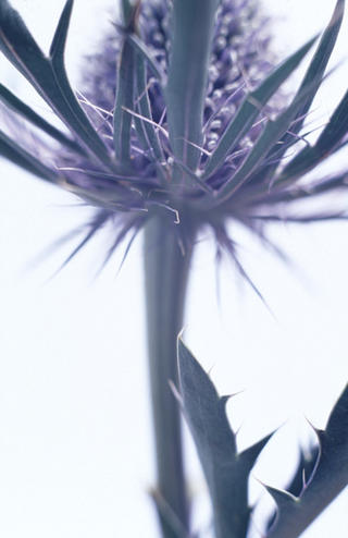 Blue Thistle by Lottie Davies