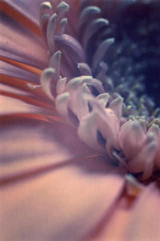 Gerbera by Lottie Davies