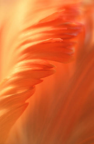 Tulip II by Lottie Davies