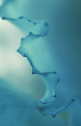 Blue Cabbage by Lottie Davies