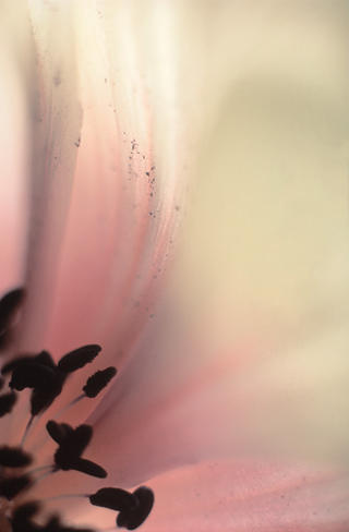 Anemone by Lottie Davies