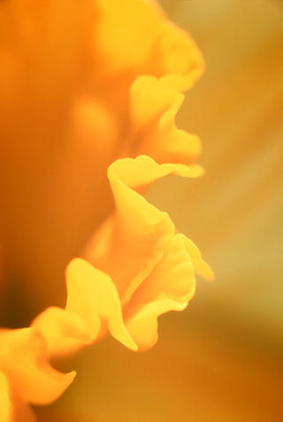 Daffodil by Lottie Davies