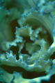 Cabbage by Lottie Davies