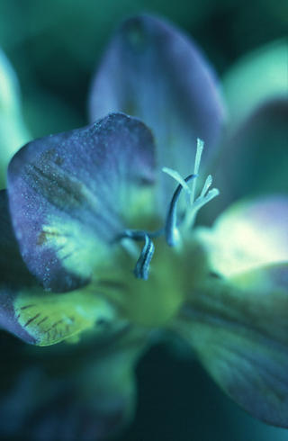 Blue and Green Fresia by Lottie Davies