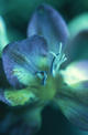 Blue and Green Fresia by Lottie Davies