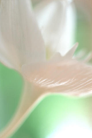 White Jasmine by Lottie Davies