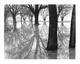 Trees, Western Beaches by Ahmed Sirry