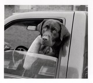 Chauffer Chien by Ahmed Sirry