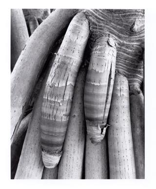 Palm Roots by Ahmed Sirry