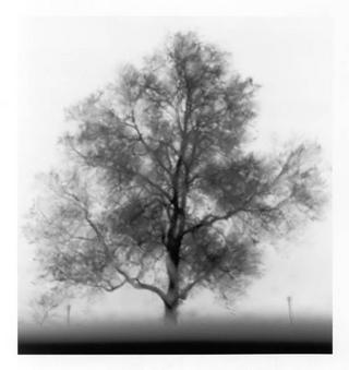 Rainy Tree by Ahmed Sirry