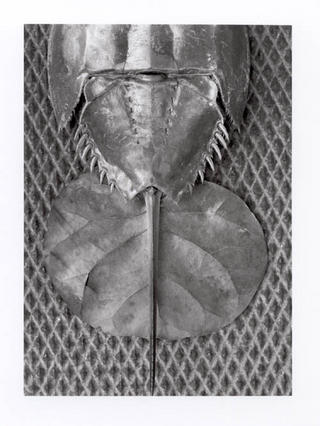 Horseshoe Crab by Ahmed Sirry