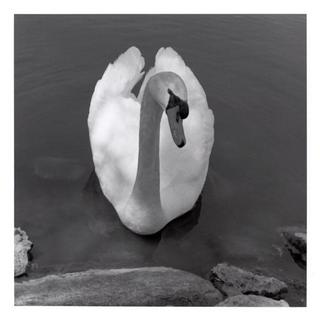 Swan by Ahmed Sirry