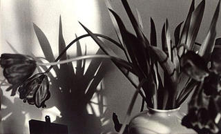 Tulips by Robert A. Schaefer, Jr.