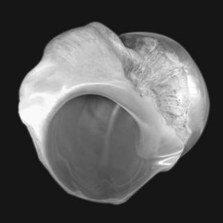 Mother Pearl by Paula Moss