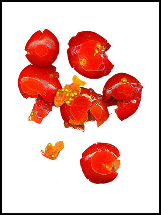 Squashed Tomatoes by Jeremy Webb