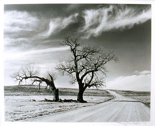Country Road and Two Trees. by Doug Rhinehart