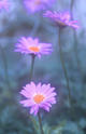 Painted Daisy by Larry Friedman