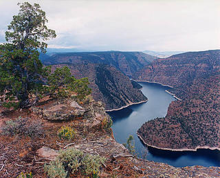 Tree, Red Canyon, Flaming Gorge by Larry Friedman