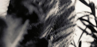 Cactus by Jesus Martin Chamizo
