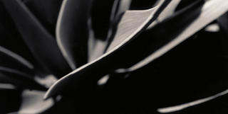 Leaves by Jesus Martin Chamizo