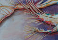 Dragon Tails I, Dragon Series by Cassandra Gordon-Harris