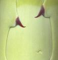 Fat Versus Breast by Tomy Ceballos