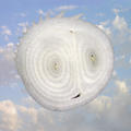 Onion by Tomy Ceballos