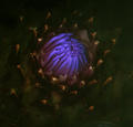 Little Thistle by Tomy Ceballos