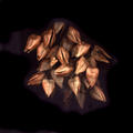 Shells by Tomy Ceballos