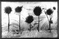 Five Small Thistles by Tomy Ceballos